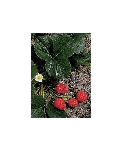 Fraisier - Feuilles en vrac