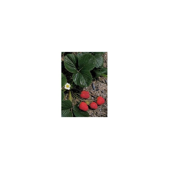Fraisier - Feuilles en vrac
