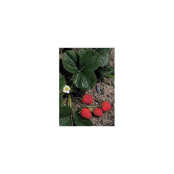 Fraisier - Feuilles en vrac