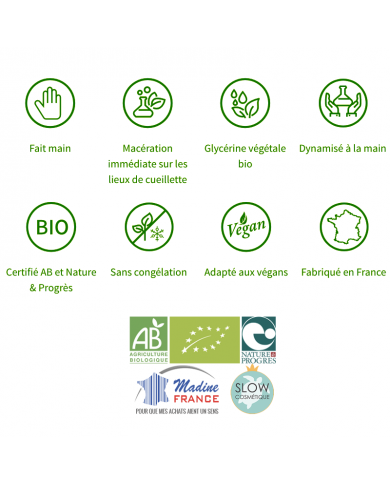 Sorbier bourgeons en liquide Bio