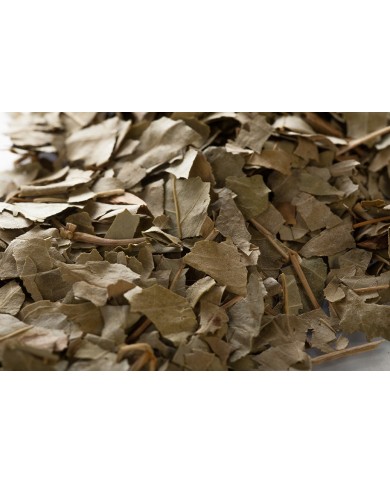 Frêne - Feuilles en vrac