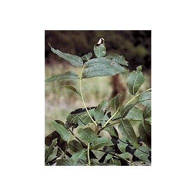 Frêne - Feuilles en vrac