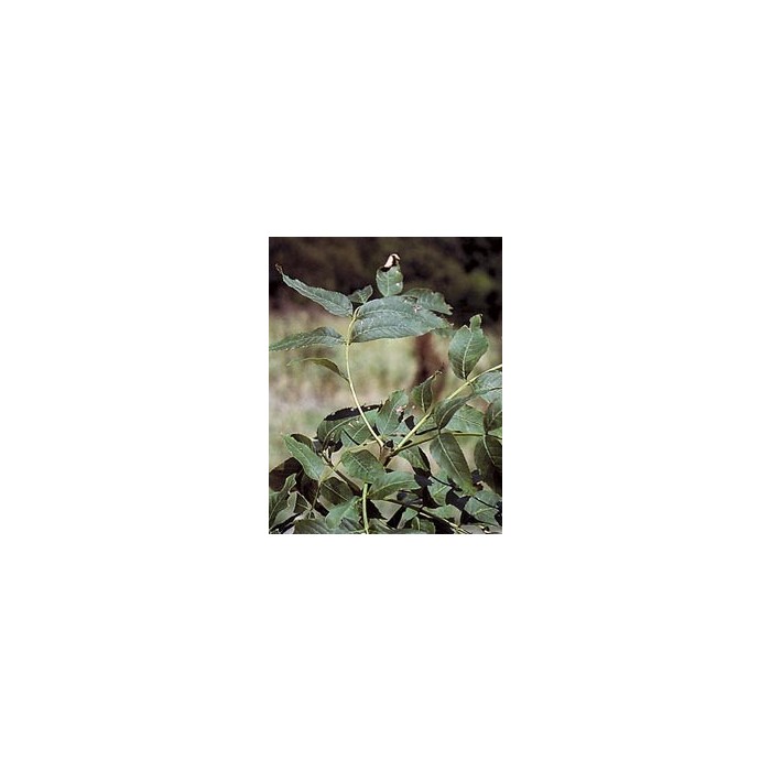 Frêne - Feuilles en vrac