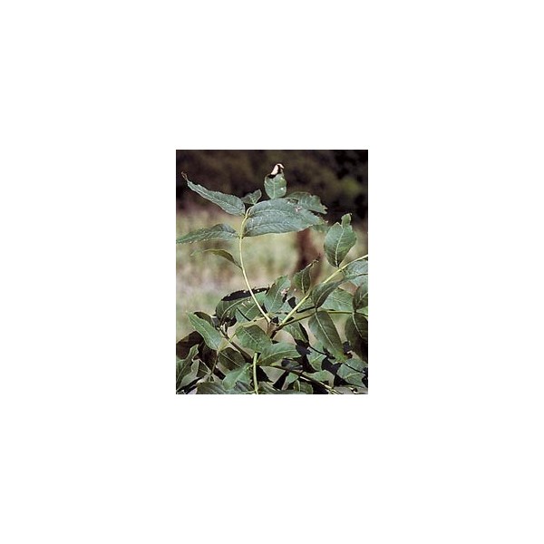 Frêne - Feuilles en vrac