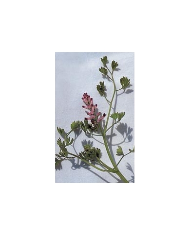 Fumeterre en vrac BIO