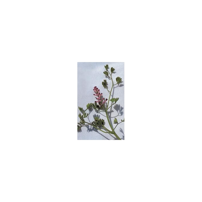 Fumeterre en vrac BIO