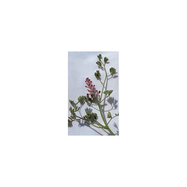Fumeterre en vrac BIO