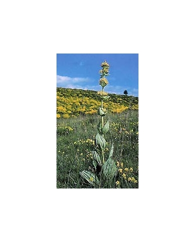 Gentiane jaune en vrac