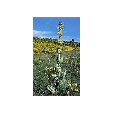 Gentiane jaune en vrac
