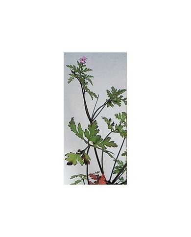Géranium Robert en vrac