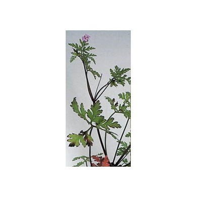 Géranium Robert en vrac