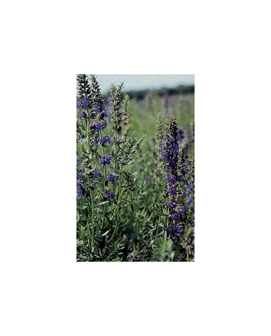 Hysope - Feuilles en vrac BIO