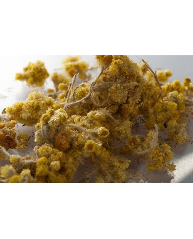 Immortelle (Hélichryse) fleur coupée