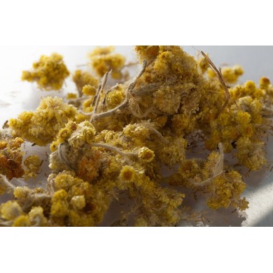 Immortelle (Hélichryse) fleur coupée