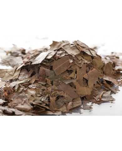 Combretum Kinkéliba - Feuilles en vrac
