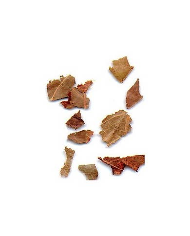Combretum Kinkéliba - Feuilles en vrac