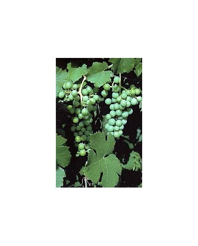 Vigne rouge feuilles en vrac BIO