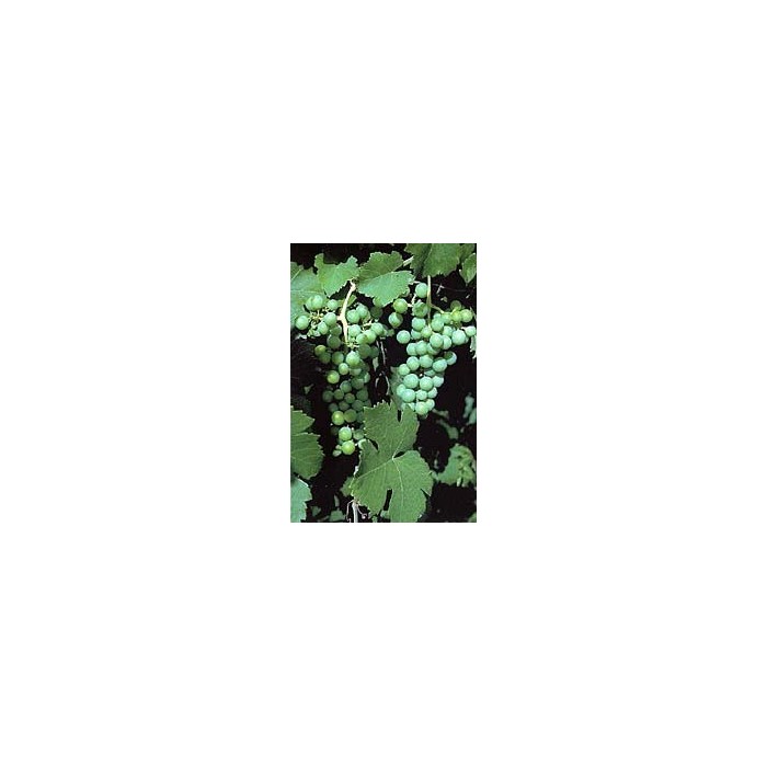 Vigne rouge feuilles en vrac BIO