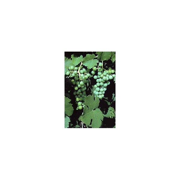 Vigne rouge feuilles en vrac BIO