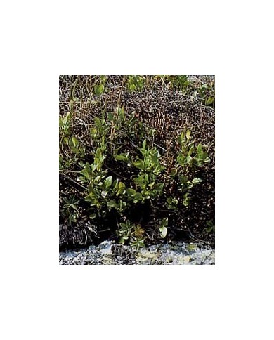 Lichen d'Islande - Thalle en vrac