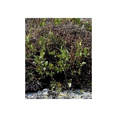 Lichen d'Islande - Thalle en vrac