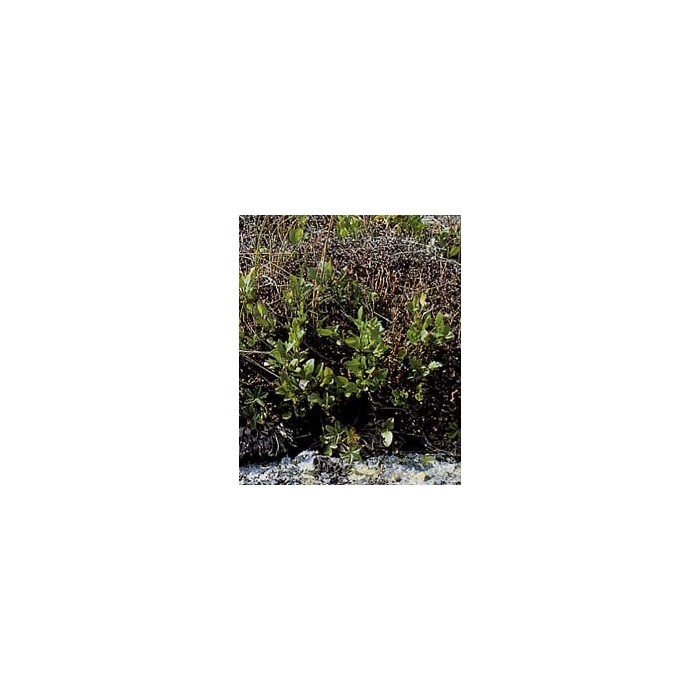 Lichen d'Islande - Thalle en vrac