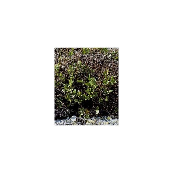 Lichen d'Islande - Thalle en vrac
