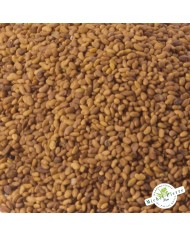 Alfalfa - Semences en vrac