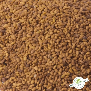Alfalfa - Semences en vrac