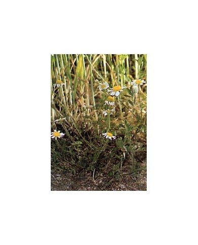 Matricaire - Fleurs en vrac BIO