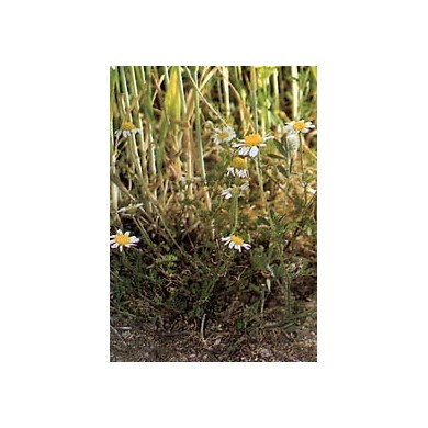 Matricaire - Fleurs en vrac BIO