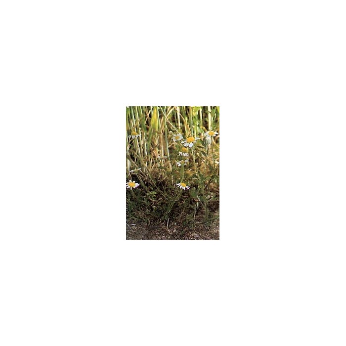 Matricaire - Fleurs en vrac BIO
