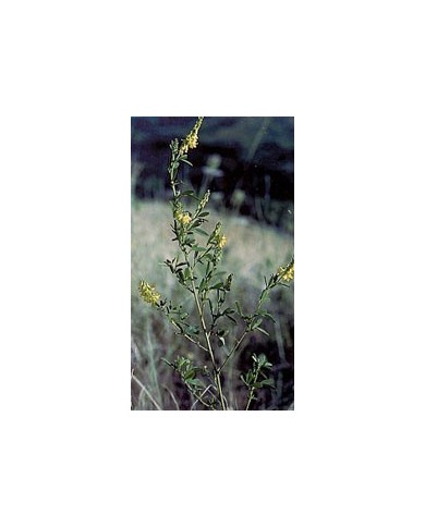 Mélilot - Parties aériennes en vrac BIO