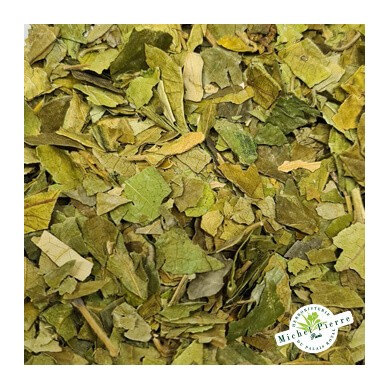 Gymnema sylvestris - Feuilles en vrac herboristerie du Palais Royal paris
