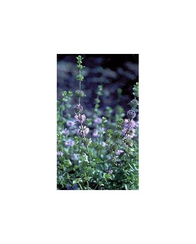 Menthe pouliot en vrac
