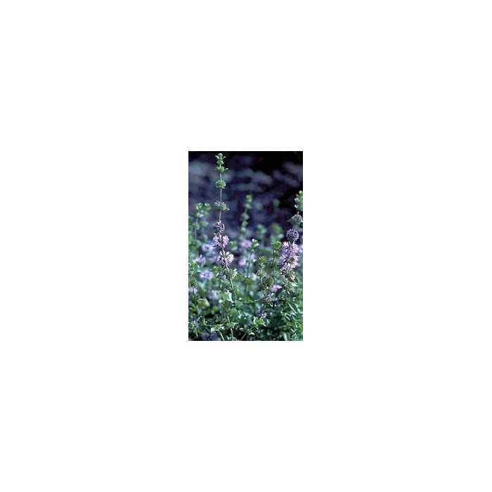 Menthe pouliot en vrac