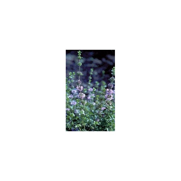 Menthe pouliot en vrac