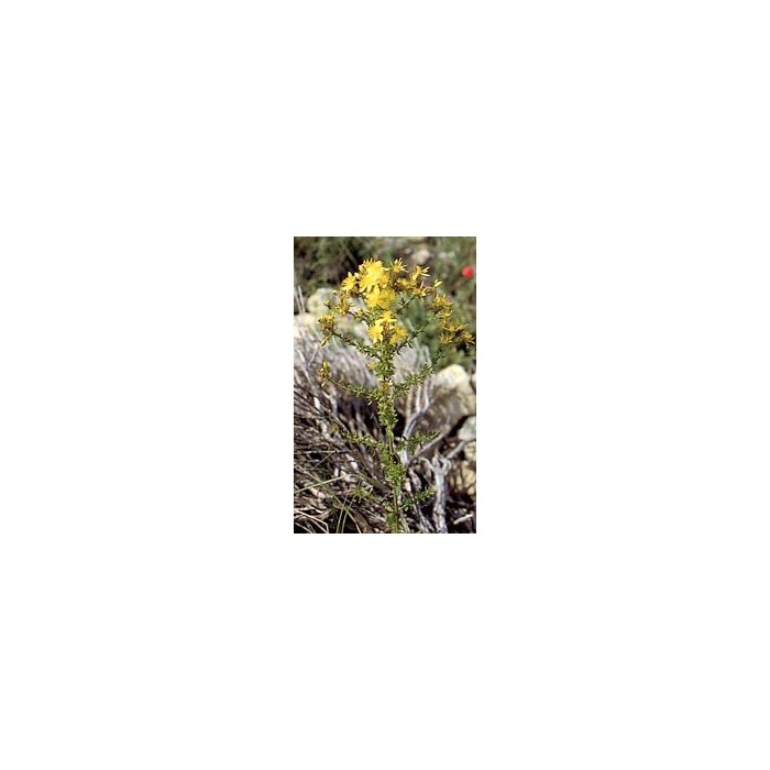 Millepertuis - Sommités en vrac BIO