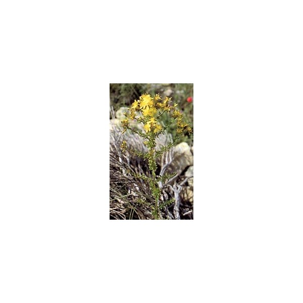 Millepertuis - Sommités en vrac BIO