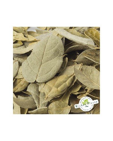 Boldo - Feuilles en vrac Herboristerie du Palais Royal Michel Pierre Paris