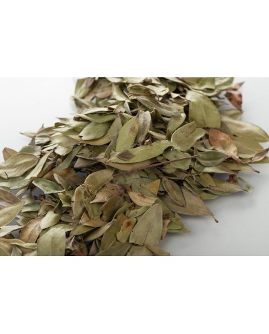 Myrte - Feuilles en vrac