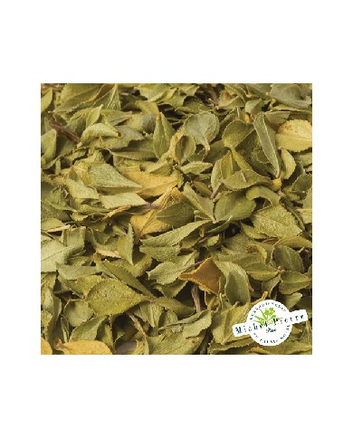 Buchu - Feuilles en vrac Herboristerie du Palais Royal Paris Michel Pierre