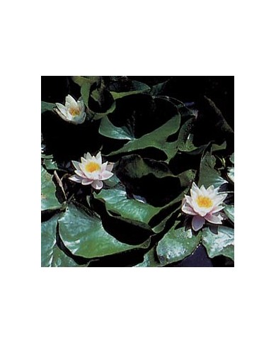 Nénuphar - Racines en vrac