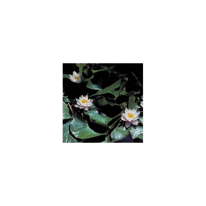 Nénuphar - Racines en vrac