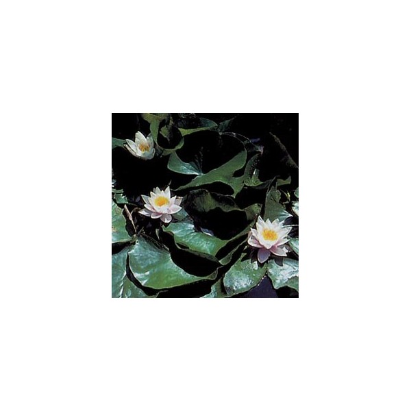 Nénuphar - Racines en vrac