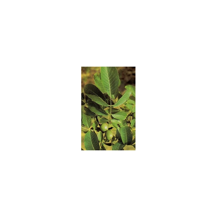 Noyer - Feuilles en vrac
