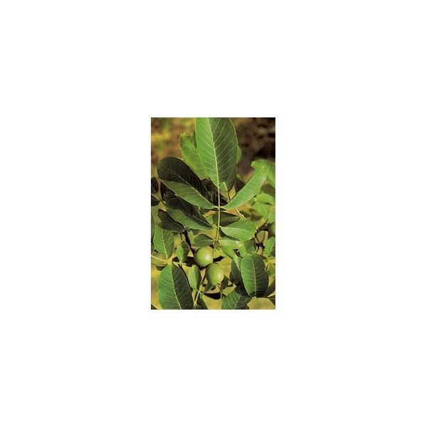 Noyer - Feuilles en vrac