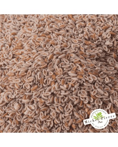 Ispaghul (Psyllium blond) - Graines en vrac HERBORISTERIE DU PALAIS ROYAL MICHEL PIERRE PARIS