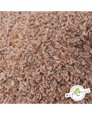 Ispaghul (Psyllium blond) - Graines en vrac HERBORISTERIE DU PALAIS ROYAL MICHEL PIERRE PARIS