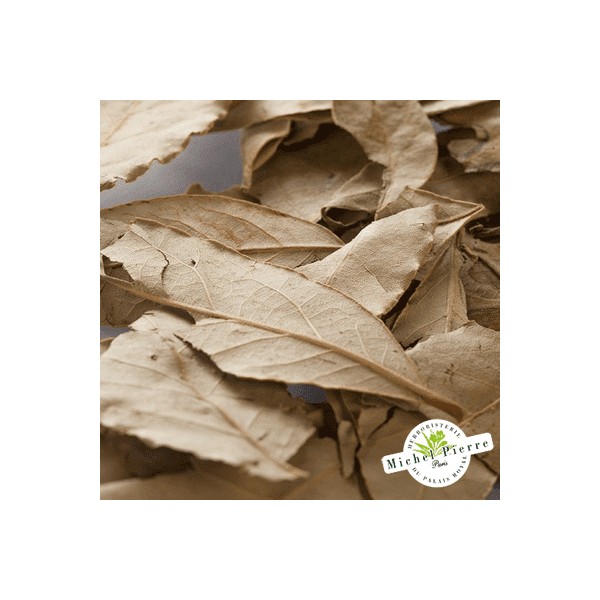 Laurier noble - Feuilles en vrac - HERBORISTERIE DU PALAIS ROYAL PARIS MICHEL PIERRE